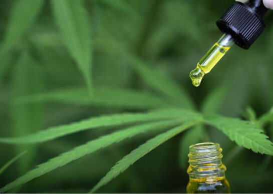 A HISTÓRIA E AS LEIS QUE LIBERARAM O USO MEDICINAL DE CANNABIS NO BRASIL